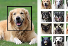 NVIDIA AI可以將您的寵物變成其他動物