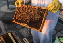 對昆蟲及其微生物伴侶的熱愛幫助這位生物學(xué)家揭示了共生的秘密