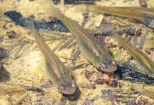 我們水域中的抗抑郁藥確實(shí)正在以奇怪的方式影響魚(yú)類