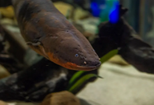 田納西州水族館雇用居民的鰻魚照亮圣誕樹