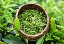 綠茶多酚具有抗結(jié)核細菌的作用