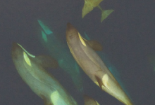 科學(xué)家說(shuō)他們已經(jīng)揭開(kāi)了鯨魚(yú)為何遷徙的謎團(tuán)