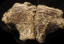 科學(xué)家用顯微鏡觀測恐龍軟骨發(fā)現(xiàn)了一群保存完好的細胞
