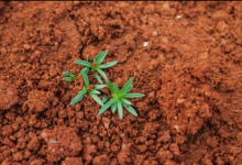 如果我們做對比的話地球土壤每年可以吸收55億噸二氧化碳