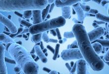 黃蜂的腸道微生物幫助他們及其后代生存農(nóng)藥