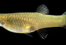 研究表明特立尼達(dá)孔雀魚的行為就像斗牛士一樣