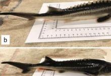 研究人員不小心繁殖了魚(yú)