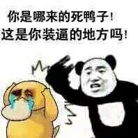 可達(dá)鴨頭像表情包是什么梗 可達(dá)鴨表情包一覽