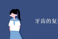 教育資訊：牙齒的復數(shù)