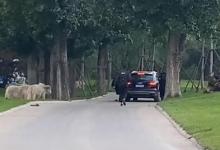 園方通報(bào)游客野生動(dòng)物園擅自下車對此你怎么看呢