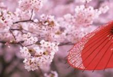 日常生活:關(guān)于櫻花最出名的詩(shī)句有哪些