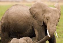 日常生活：大象懷孕多久生產(chǎn)