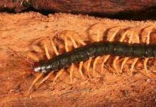 日常生活：蜈蚣怕什么怎么防止它進(jìn)入臥室