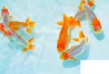 日常生活:金魚怎么養(yǎng)才不容易死金魚老是死去怎么回事