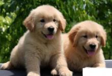 日常生活：金毛幼犬怎么喂養(yǎng)