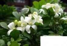 日常生活：驅(qū)蚊植物驅(qū)蚊草有哪些有用嗎