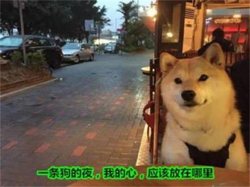 污神小漠微博提問(wèn) 女友平胸什么體驗(yàn)