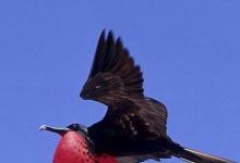 日常生活：世界上飛的最快的鳥是什么鳥