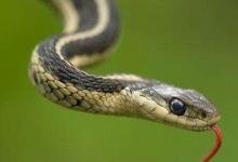 日常生活：打蛇打7寸真的可行嗎