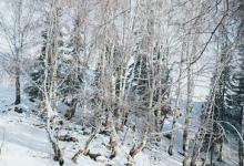 日常生活:大雪過后為什么會覺得格外寂靜