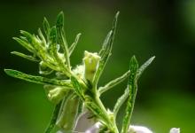 日常生活:芝麻開花歇后語(yǔ)的下一句是什么