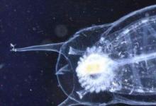 日常生活:海洋里數(shù)量最多的生物是什么