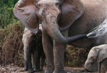 日常生活：大象用鼻子吸水為什么不會(huì)被嗆到