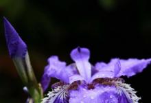 日常生活：鳶尾花的花語(yǔ)是什么