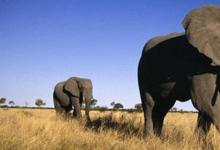日常生活：大象懷孕期長達(dá)兩年是真的嗎