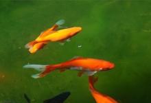 日常生活:為什么魚(yú)食不能喂太多
