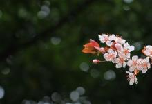 日常生活:有關(guān)春雨像什么一樣輕輕的落在地上的句子有哪些