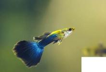 日常生活：鰭怎么讀