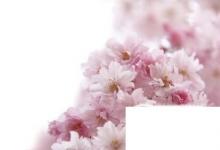 日常生活：各種花的含義你都知道嗎
