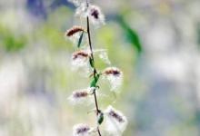 日常生活:柳絮是什么柳絮怎么防護(hù)