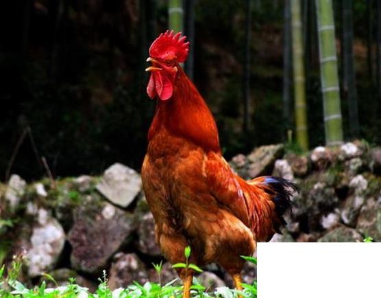 公雞一般什么時候打鳴？