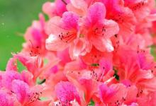 日常生活:花中西施指的是什么花