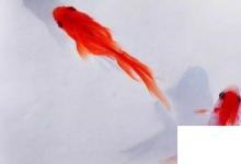 日常生活:什么魚(yú)比較好養(yǎng)