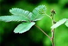 日常生活：含羞草為什么一碰就合攏