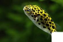 日常生活：潛水艇魚(yú)怎么養(yǎng)