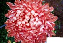 日常生活:教你認(rèn)識(shí)菊花的種類