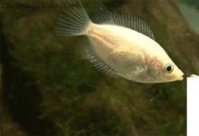 日常生活：接吻魚為什么會接吻