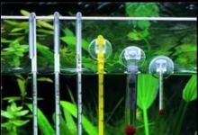 日常生活：新買來的孔雀魚怎么養(yǎng)