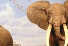 日常生活：為什么大象的耳朵這么大