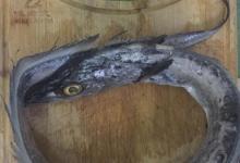 日常生活：如何處理帶魚好