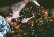 發(fā)光的泥土可以幫助科學(xué)家開發(fā)新的生物燃料和超級作物