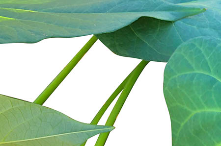 可愛(ài)老虎簡(jiǎn)筆畫步驟4