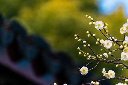 幼兒園花朵水仙簡(jiǎn)筆畫(huà)1