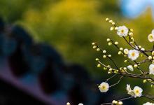 幼兒園花水仙簡(jiǎn)筆畫