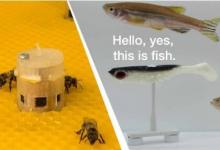 科學(xué)家允許蜜蜂與魚交談