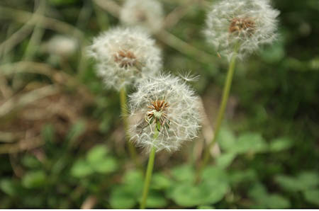 卡通水仙花簡(jiǎn)筆畫(huà)的畫(huà)法6